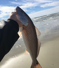 Morehead City's Finest Redfish